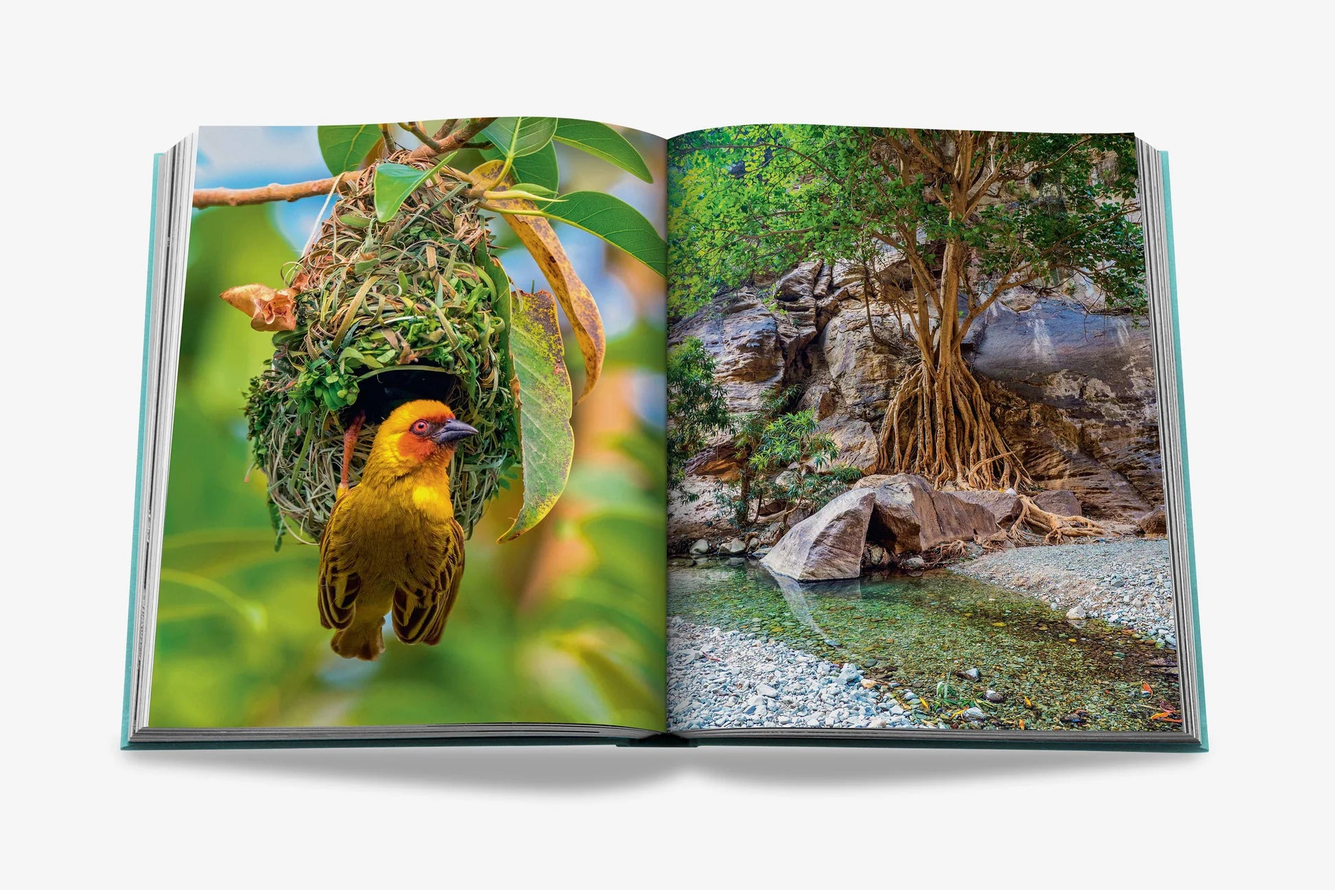 ASSOULINE Saudi Arabia: Red Sea, The Saudi Coast