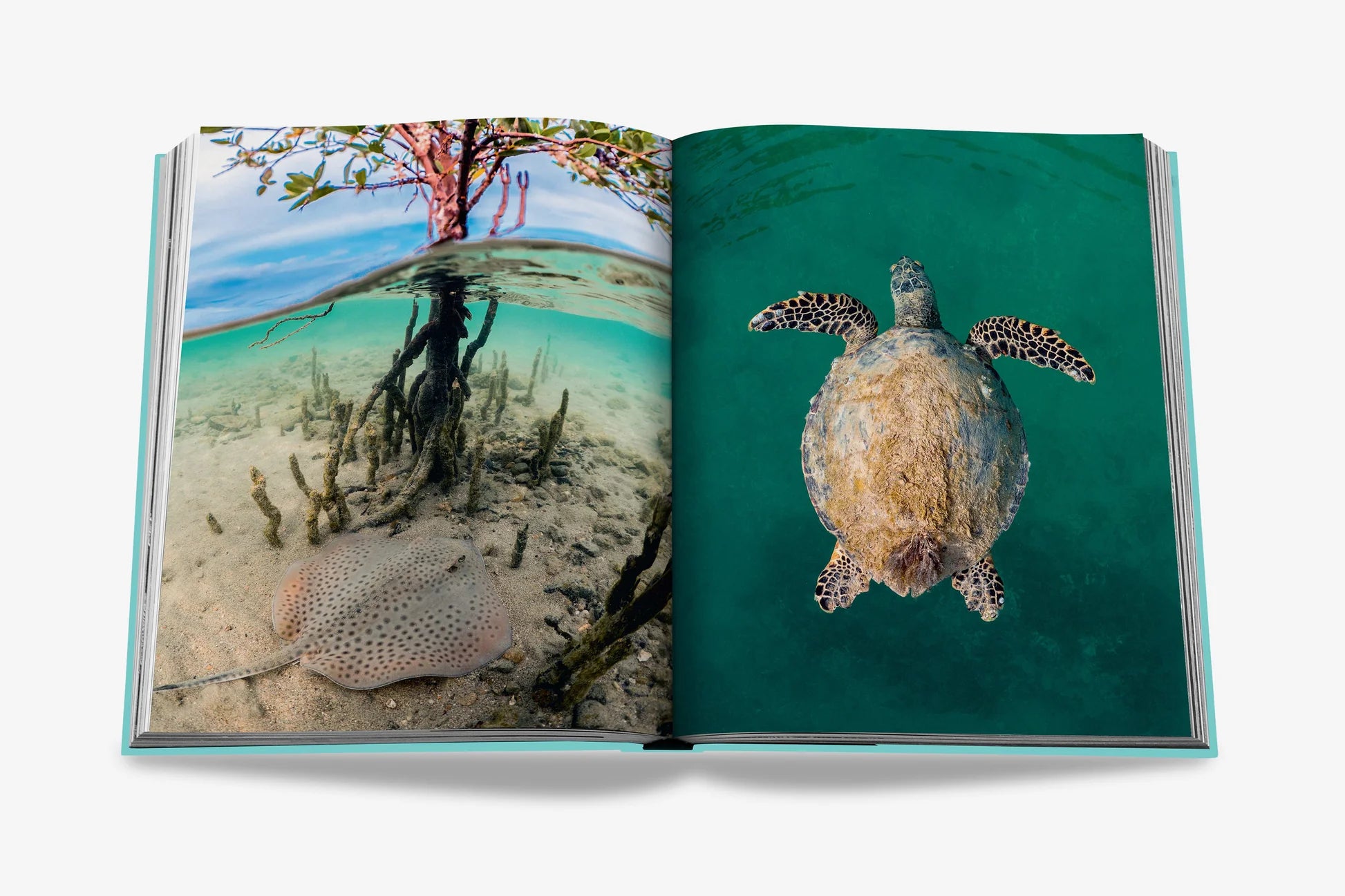 ASSOULINE Saudi Arabia: Red Sea, The Saudi Coast