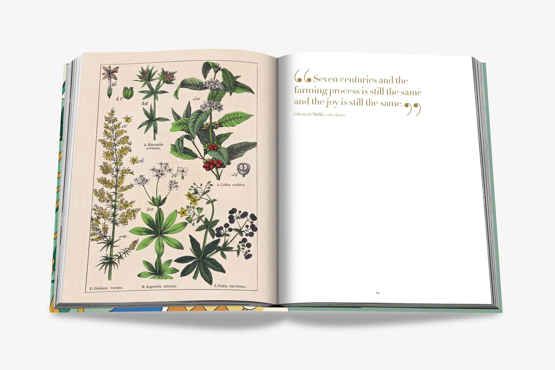 ASSOULINE Saudi Coffee: The Culture of Hospitality