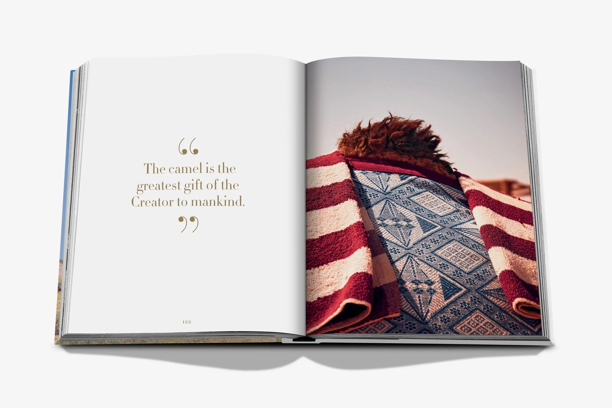 ASSOULINE Camels from Saudi Arabia (Classic)